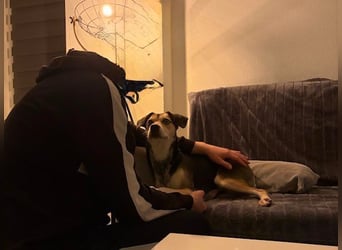 Ronja sucht ein Zuhause oder eine PS