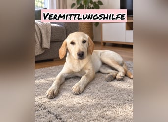 Vermittlungshilfe für Sunny ❤️
