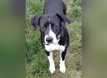 Kira sucht ihr Für-immer-Zuhause❤️