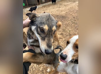 ARTHUR sucht seine Für-Immer-Familie❤️