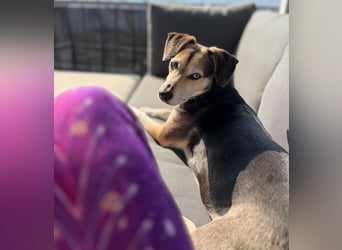 Ronja sucht ihr forever Home❤️