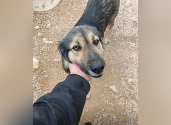 LOGAN sucht seine Familie ❤️