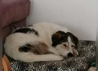 Kuschelbär Sirius sucht sein Zuhause ❤️