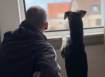 Ronja sucht ihr forever Home❤️