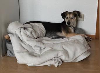 Ronja sucht ein Zuhause oder eine PS