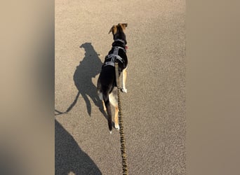 Ronja sucht ein Zuhause oder eine PS