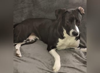 Kira sucht ihr Für-immer-Zuhause❤️