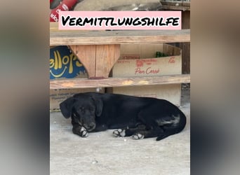 Vermittlungshilfe für Bruno❤️