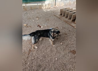 LOGAN sucht seine Familie ❤️