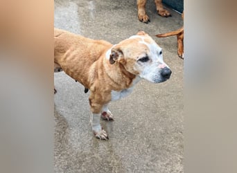 Vermittlungshilfe für Notfall Alysa ❤️