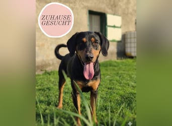 MOLI sucht ihr Glück ❤️