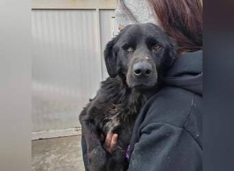 EAGLE sucht forever Home ❤️