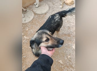 LOGAN sucht seine Familie ❤️