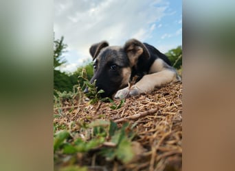 Welpe Noah sucht sein Zuhause ❤️