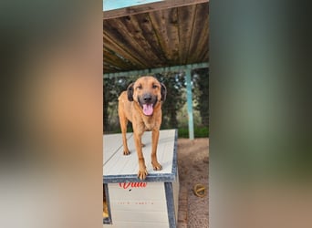 Lieber ROCCO sucht sein Zuhause❤️