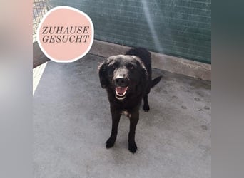 Zarte Arabica sucht forever Home❤️