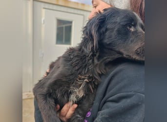 EAGLE sucht forever Home ❤️