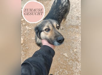 LOGAN sucht seine Familie ❤️