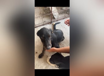 Vermittlungshilfe für Bruno❤️
