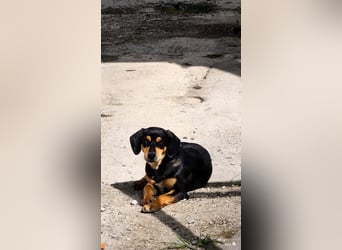 Vermittlungshilfe für Lola❤️