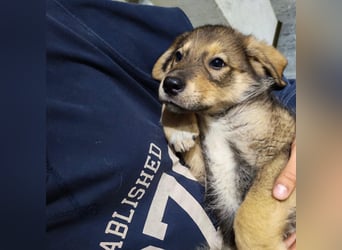 Welpe GODI sucht seine Familie ❤️