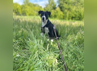 Kira sucht ihr Für-immer-Zuhause❤️