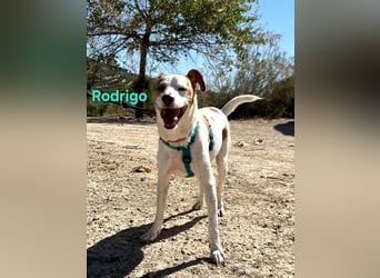 Rodrigo geb. 08/2021 (ESP) - gutmütiger und fröhlicher Hundepartner!