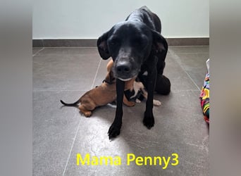 Edda geb. 09/2025 (GRC) - fröhliche, kleine Welpin!