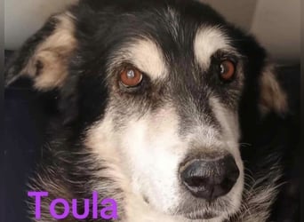 Toula geb. 04/2015 (GRC) - ausgeglichene, liebe Hündin liebevolles Zuhause!