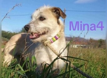 Mina4 geb. 10/2022 (GRC) - sonnige und freundliche Hundedame sucht ihr Körbchen!