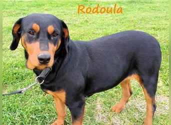 Rodoula geb. 2018 (GRC) - sehr ruhige und gelassene, süße und soziale Hündin!