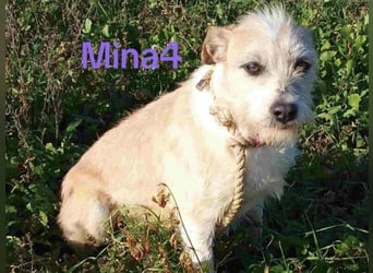 Mina4 geb. 10/2022 (GRC) - sonnige und freundliche Hundedame sucht ihr Körbchen!