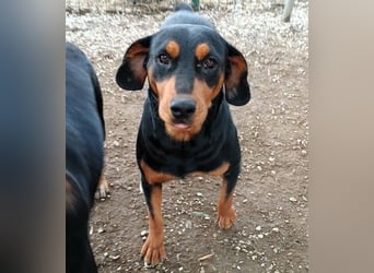 Rodoula geb. 2018 (GRC) - sehr ruhige und gelassene, süße und soziale Hündin!