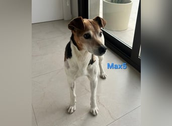 Max5 geb. 04/2022 (ESP) - liebevoller Hundemann verdient seine Chance!