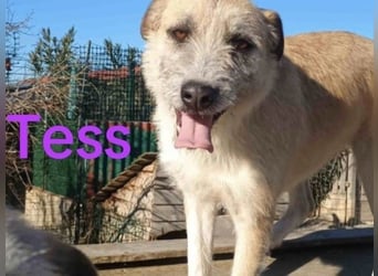 Tess geb. 12/2023 (GRC) - liebe und soziale Junghündin sucht ebensolche Menschen!