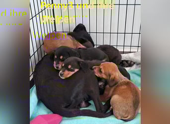 Emil4 geb. 09/2025 (GRC) - lustiger, zuckersüßer Welpe!