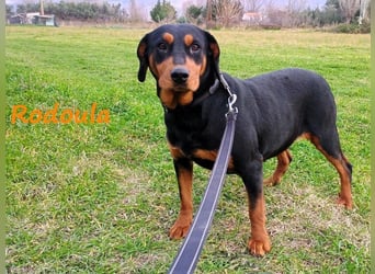 Rodoula geb. 2018 (GRC) - sehr ruhige und gelassene, süße und soziale Hündin!