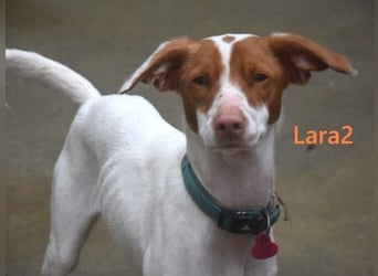 Lara2 geb. 08/2024 (ESP) - soziale und liebevolle Hündin!