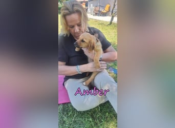 Amber geb. 03/2026 (GRC) - Welpenmädchen wünscht sich ein Zuhause!