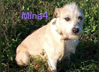 Mina4 geb. 10/2022 (GRC) - sonnige und freundliche Wuschelhündin sucht ihr Körbchen!