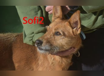 Sofi2 geb. 03/2021 (in Deutschland) - schlaue, soziale Hündin sucht Familienanschluss!