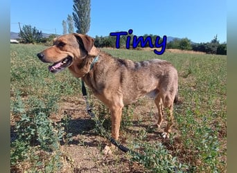 Timy geb. 04/2020 (GRC) - ruhiger und verträglicher Rüde sucht ein entspanntes Zuhause!