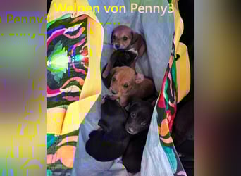 Enya2 geb. 09/2025 (GRC) - verspielte, süße Welpin!