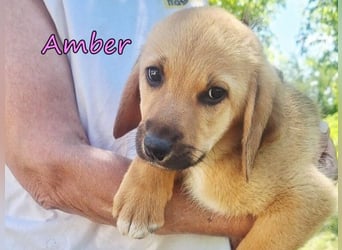 Amber geb. 03/2026 (GRC) - Welpenmädchen wünscht sich ein Zuhause!