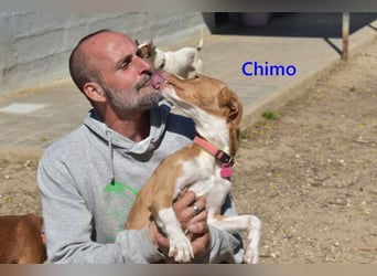 Chimo geb. 08/2024 (ESP) - verspielter Hundepartner sucht seine Familie!