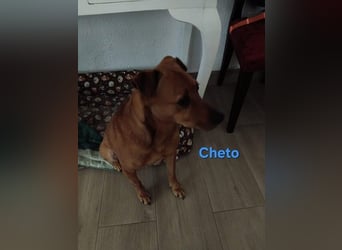 Cheto geb. 02/2020 (ESP) - treuer Hundepartner sucht seine zweite Chance!