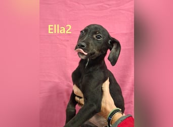 Ella2 geb. 09/2025 (GRC) - bezaubernde, liebe Welpin!