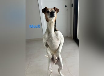 Max5 geb. 04/2022 (ESP) - liebevoller Hundemann verdient seine Chance!