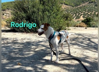 Rodrigo geb. 08/2021 (ESP) - gutmütiger und fröhlicher Hundepartner!