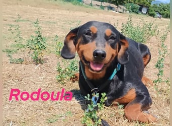 Rodoula geb. 2018 (GRC) - sehr ruhige und gelassene, süße und soziale Hündin!